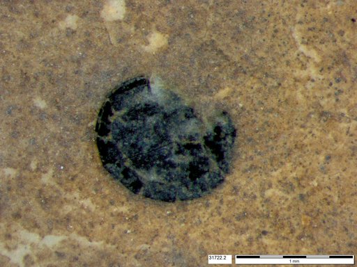 Tracheophyta