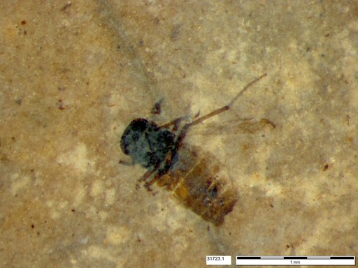 Diptera