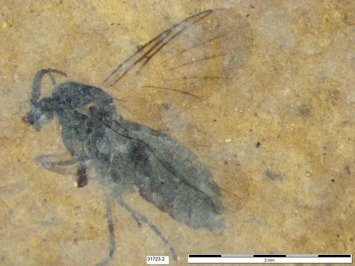 Diptera