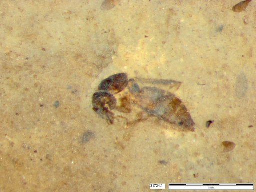Diptera