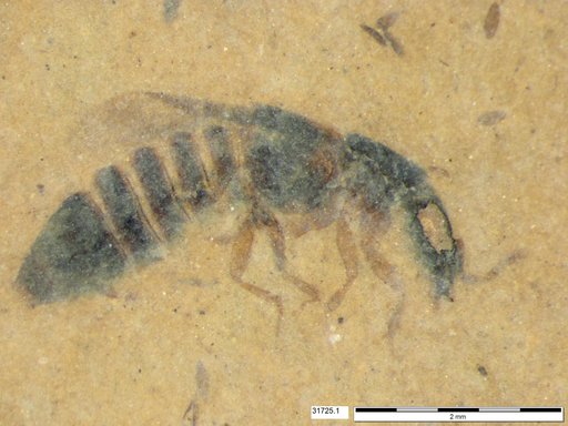 Genus sp