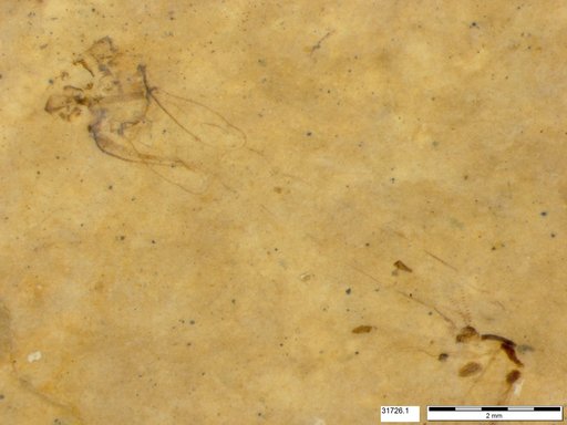 Genus sp