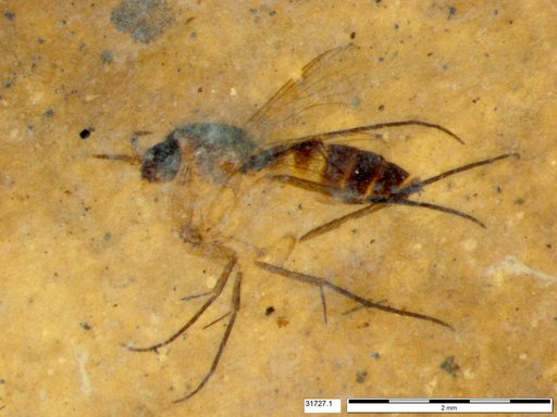 Mycetophilidae