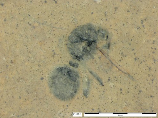 Formicidae