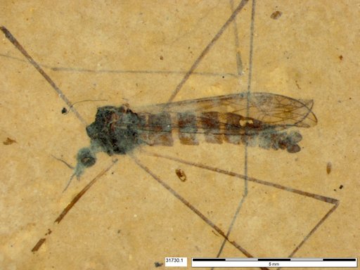 Diptera