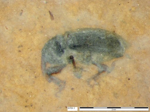 Genus sp