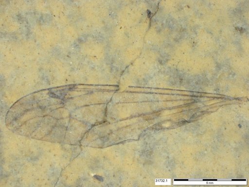 Diptera