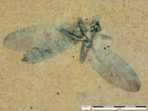 Genus sp