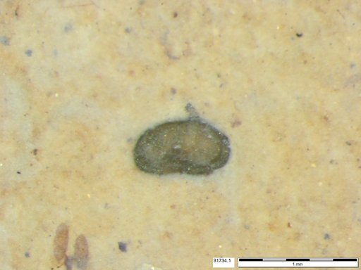 Tracheophyta