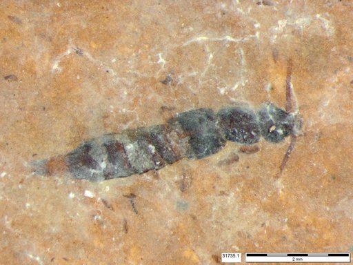 Genus sp
