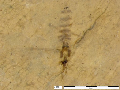 Chaoboridae
