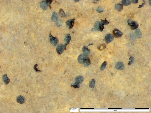 Tracheophyta