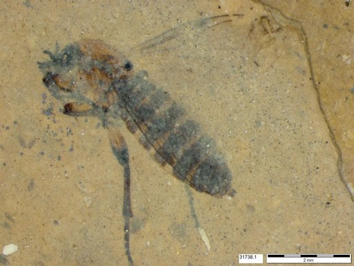 Genus sp