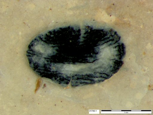 Tracheophyta