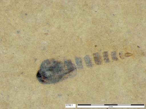 Genus sp