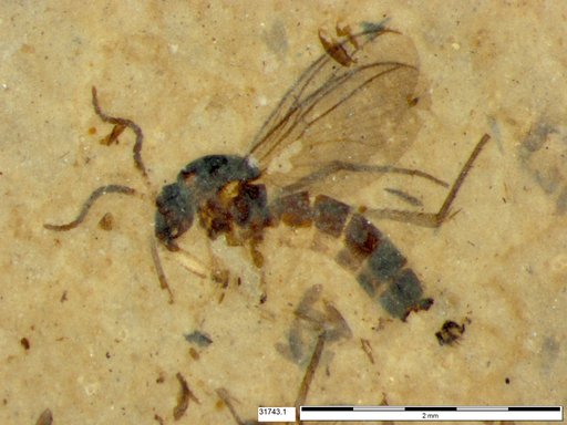 Mycetophilidae