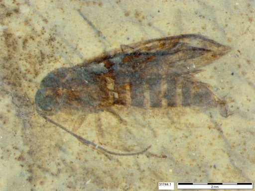 Genus sp