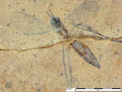 Mycetophilidae