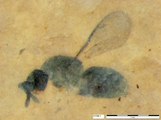 Genus sp