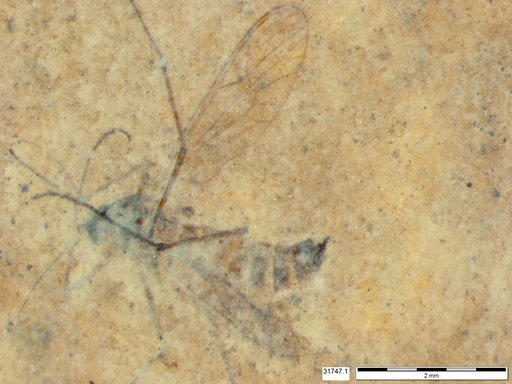 Diptera
