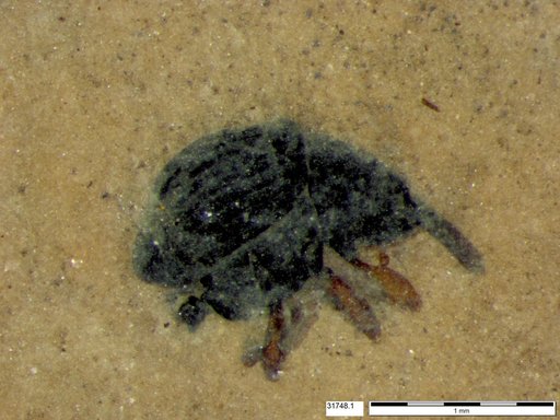 Genus sp