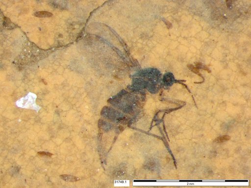 Sciaridae