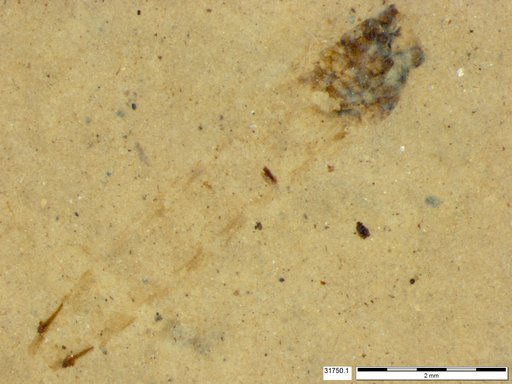 Genus sp