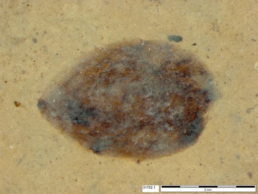Tracheophyta