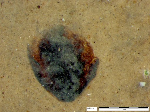 Tracheophyta