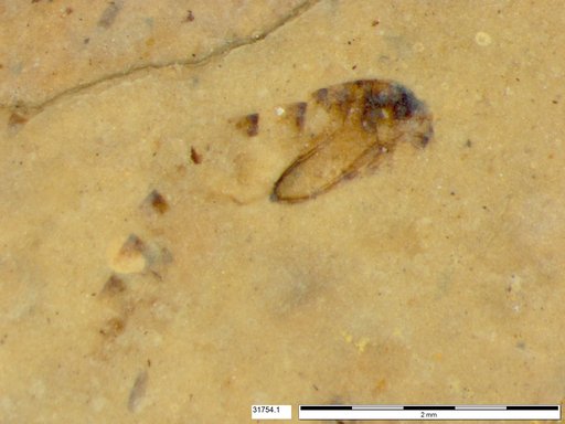 Diptera