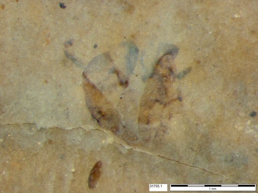 Insecta