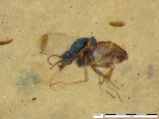 Diptera