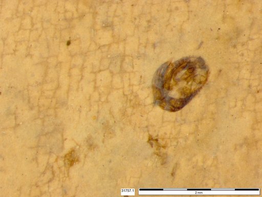 Chaoboridae