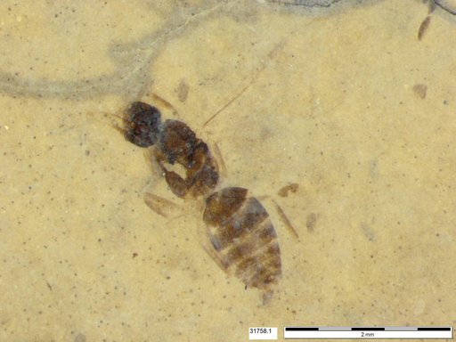 Formicidae