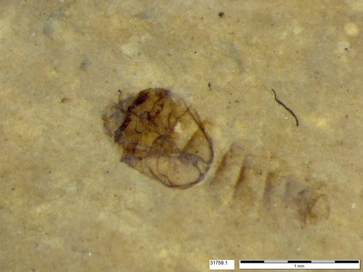 Genus sp