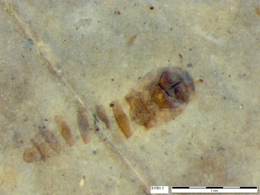 Genus sp