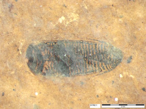 Corixidae