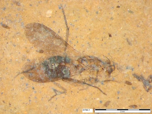 Diptera