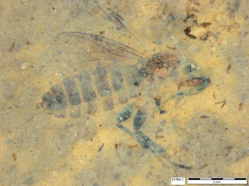 Genus sp