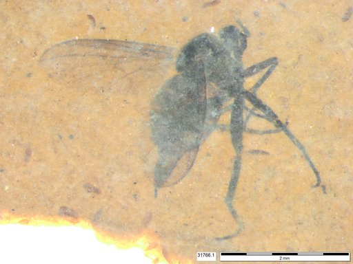 Diptera