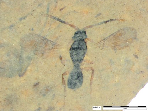 Diapriidae