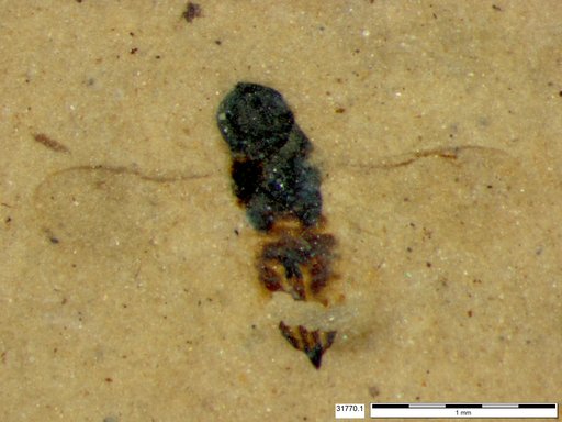 Genus sp