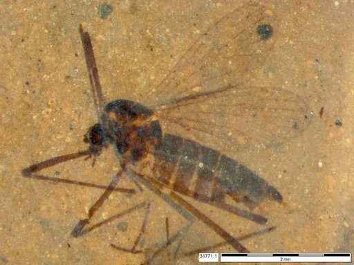 Diptera