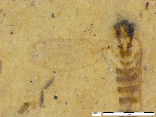 Chaoboridae