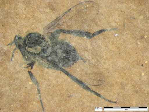 Diptera
