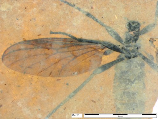 Genus sp