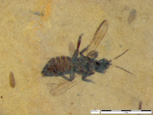 Genus sp