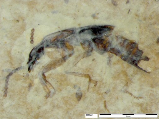 Genus sp
