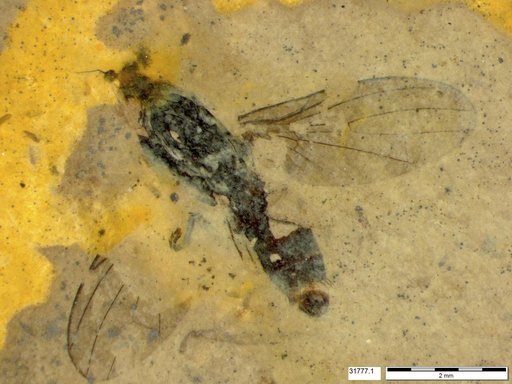Diptera