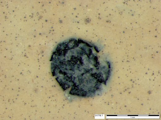 Tracheophyta